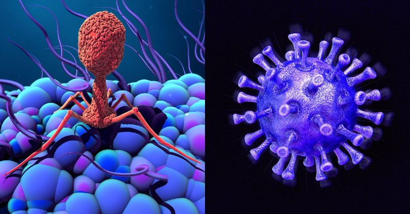 क्या वायरस-वायरस के मध्य महायुद्ध से कोरोना से मुक्ति संभव है ?